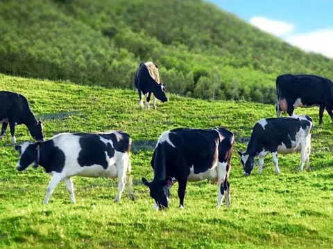 Mộc Châu Milk lên sàn UpCom, huy động thành công 1.249 tỷ đồng qua 3 đợt phát hành lên kế hoạch niêm yết tại HoSE khi về chung nhà với Vinamilk